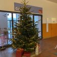 Ein Weihnachtsbaum für das Gutenberggymnasium